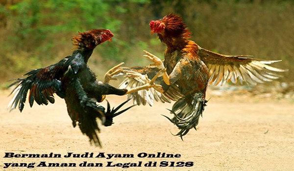 Bermain Judi Ayam Online yang Aman dan Legal di S128